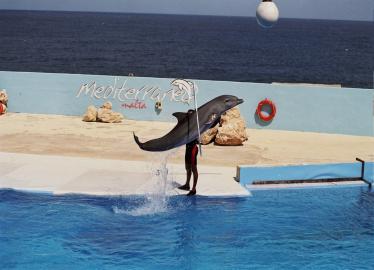 Author = Anonimous, Title = Maltese Dolphin, Date = 16-9-2006
